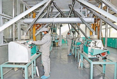 蕎麥加工前景廣闊，現代農業新引擎